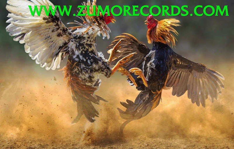 Đá Gà Trực Tiếp - Ưu đãi đặc biệt